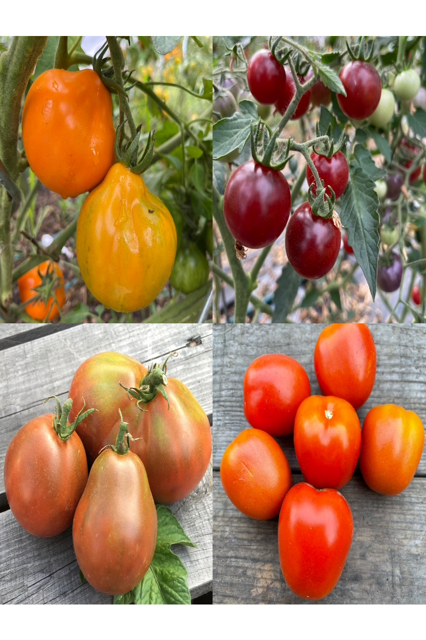 Tomaten Set Freilandtomaten 4 BIO Sorten Samenfest